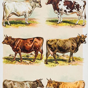 Breeds of livestock engraving 1882
