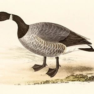 Brent goose, 19 century science illustration