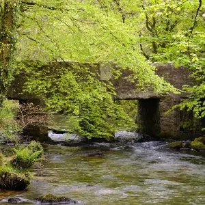 Golitha Falls Bridge Print Golitha Falls Bridge Print
