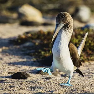 Bright blue feet stand out on a walking blue-footed booby