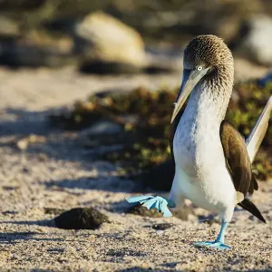 Blue-footed Booby Print