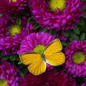 Bright Orange Butterfly Print on Matsutmoto Flowers