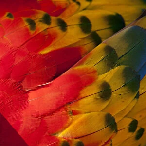 Bright Scarlet Macaw Feather Art