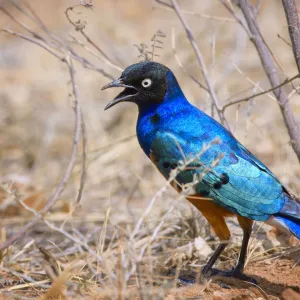 Bright Vibrant Colors of a Superb Starling in Samburu, Kenya