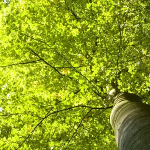 Beech Forest Canopy Print Beech Forest Canopy Print