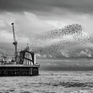 Brighton- Starling Murmuration