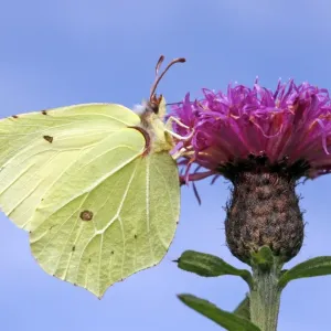 Brimstone Brimstone