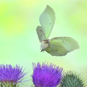 Brimstone (Gonepteryx rhamni), flying over thistle (Carduus acanthoides), highspeed nature photo, between common lavender (Lavandula angustifolia), Siegerland, North Rhine-Westphalia, Germany Brimstone (Gonepteryx rhamni), flying over thistle (Carduus acanthoides), highspeed nature photo, between common lavender (Lavandula angustifolia), Siegerland, North Rhine-Westphalia, Germany