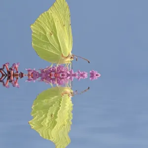 Brimstone -Gonepteryx rhamni-, male, with reflection, Tangstedt, Schleswig-Holstein, Germany Brimstone -Gonepteryx rhamni-, male, with reflection, Tangstedt, Schleswig-Holstein, Germany