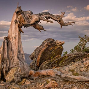 Bristlecone Pine Stump in Rocky Mountain