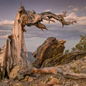 Bristlecone Pine Stump Print in Rocky Mountains Bristlecone Pine Stump Print in Rocky Mountains