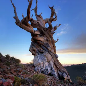 Bristlecone pine tree at sunset, White Mountains, California, USA