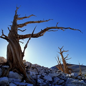 Bristlecone pines (Pinus aristata), White Mountains, California, USA