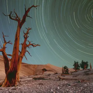 Bristlecone pines (Pinus Longaeva) and startrails Bristlecone pines (Pinus Longaeva) and startrails