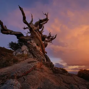 Bristlecone Tree Bristlecone Tree