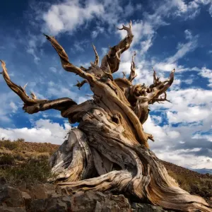 Bristlecone tree Bristlecone tree