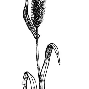 Bristlegrass Bristlegrass