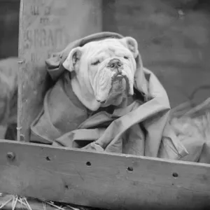 British Bulldog