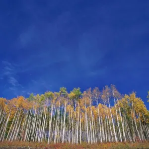British Columbia, near Alaska Highway, Canada British Columbia, near Alaska Highway, Canada