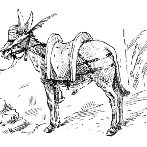 British London satire caricatures comics cartoon illustrations: Donkey with hat British London satire caricatures comics cartoon illustrations: Donkey with hat