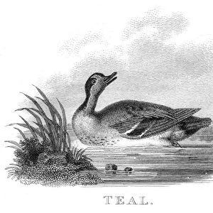 British teal duck engraving 1802