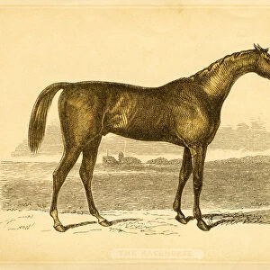 British Thoroughbred horse 1841