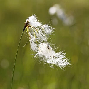 Broad-leaved Cotton Grass -Eriophorum latifolium-, Kirchseemoor, Upper Bavaria, Bavaria, Germany