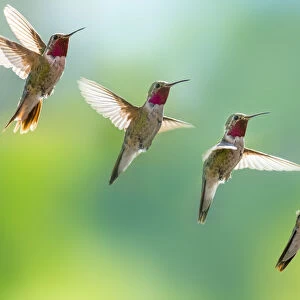 Broad-tailed hummingbird in flight, in sequence