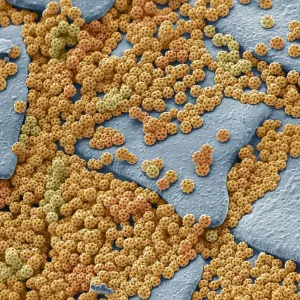 Brochosomes, SEM Brochosomes, SEM