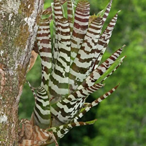 Bromeliad -Aechmea zebrina-, native to Ecuador, Tiputini rain forest, Yasuni National Park, Ecuador, South America