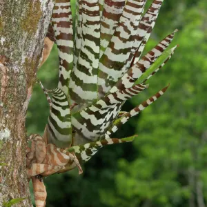 Bromeliad -Aechmea zebrina-, native to Ecuador, Tiputini rain forest, Yasuni National Park, Ecuador, South America