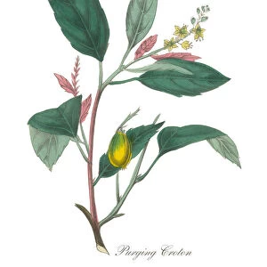 Bromeliad or Purging Croton Victorian Botanical Illustration