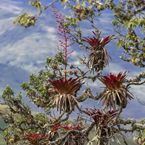 Bromeliads -Bromeliad- on a tree in the mountain cloud forest near Kuelap, Chachapoyas, Amazonas, Peru, South America