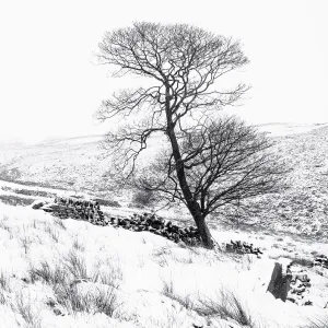 Bronte tree in the snow