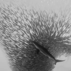 Bronze whaler shark attacks a sardine bait ball during the sardine run, Wild Coast, South Africa Bronze whaler shark attacks a sardine bait ball during the sardine run, Wild Coast, South Africa