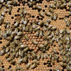 Apis mellifera var. carnica Drone Brood Print Apis mellifera var. carnica Drone Brood Print