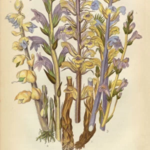 Broomrape, Clove, Orobanche, Red Broomrape, Toothwort, Victorian Botanical Illustration