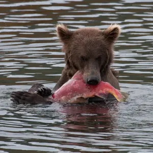 Brown Bear Print: Sockeye Salmon at Brooks River Brown Bear Print: Sockeye Salmon at Brooks River