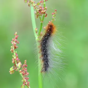 Brown bear (Arctia caja), caterpillar, feeding on meadow sorrel, common sorrel (Rumex acetosa), North Rhine-Westphalia, Germany Brown bear (Arctia caja), caterpillar, feeding on meadow sorrel, common sorrel (Rumex acetosa), North Rhine-Westphalia, Germany