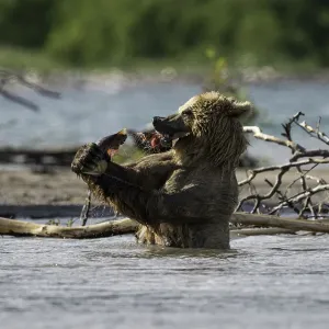Brown bear bites off the tail first after it has just caught a sockeye salmon in Brown bear bites off the tail first after it has just caught a sockeye salmon in