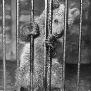 Brown Bear Cub