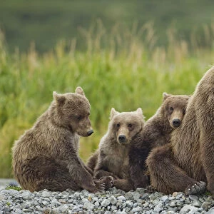 Brown Bear and Cubs, Katmai National Park, Alaska