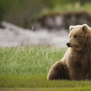Brown bear, Katmai National Park, Alaska, USA