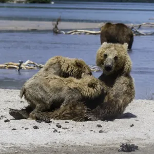 Brown Bear Nursing Cubs Brown Bear Nursing Cubs