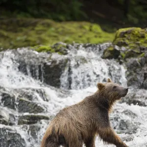 Brown Bear along Pavlof Harbor, Alaska