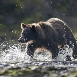 Brown Bear Chasing Salmon in Pavlof Harbor Print