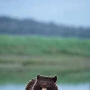Brown Bear (Ursus arctos), Admiralty Island, Alaska