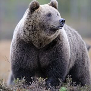 Brown Bear -Ursus arctos-, border area to Russia, Kuhmo, Karelia, Finland