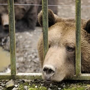 Brown bear -Ursus arctos- in captivity