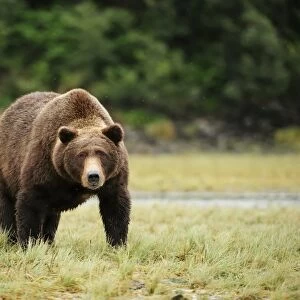 Brown Bear -Ursus arctos-, Katmai National Park, Alaska